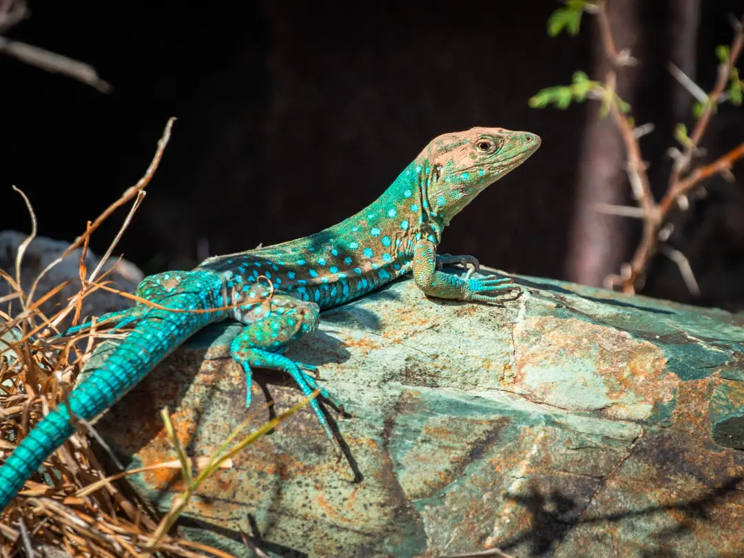 ACF_Aruba_Whiptail_Lizard